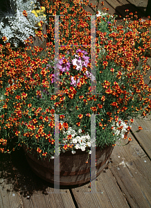 Picture of Linaria reticulata 'Crown Jewels'