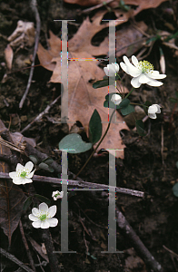 Picture of Anemonella thalictroides 