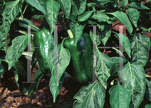 Picture of Capsicum annuum var. annuum 'Ace'