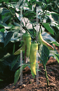 Picture of Capsicum annuum var. annuum 'Banana Supreme'