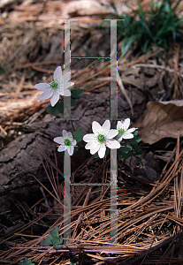 Picture of Anemonella thalictroides 