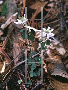 Picture of Anemonella thalictroides 