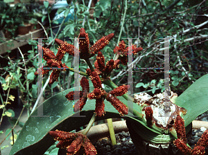 Picture of Welwitschia mirabilis 