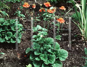 Picture of Geum coccineum 'Borisii'