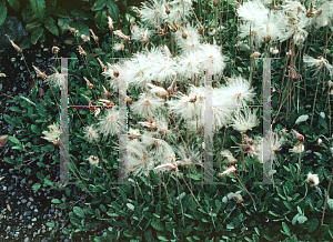 Picture of Dryas drummondii 