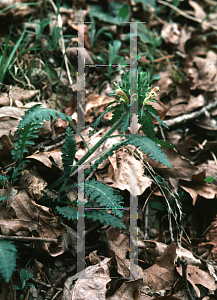 Picture of Pedicularis canadensis 