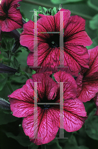 Picture of Petunia x hybrida 