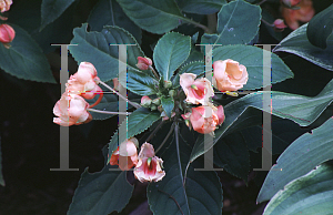 Picture of Impatiens x 'Seashells'