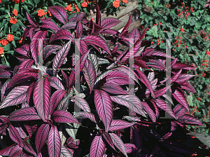 Picture of Strobilanthes dyerianus 