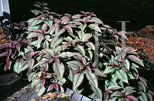 Picture of Strobilanthes dyerianus 