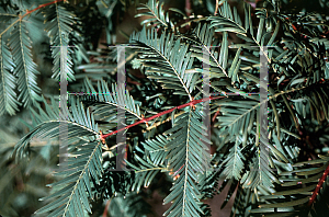 Picture of Taxodium distichum 