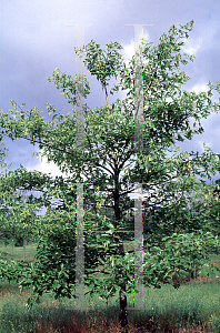 Picture of Quercus falcata 