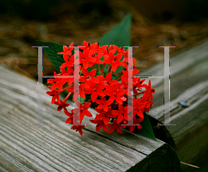 Picture of Pentas lanceolata 