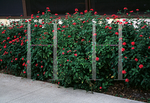 Picture of Pentas lanceolata 