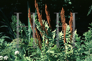 Picture of Osmunda regalis 