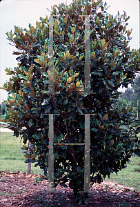Picture of Magnolia grandiflora 'Symmes'