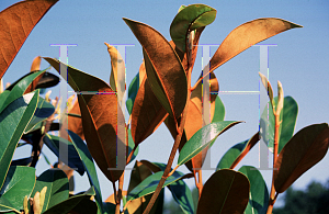 Picture of Magnolia grandiflora 'Russet'