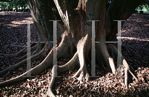 Picture of Litchi chinensis 