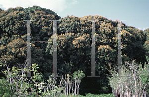 Picture of Litchi chinensis 