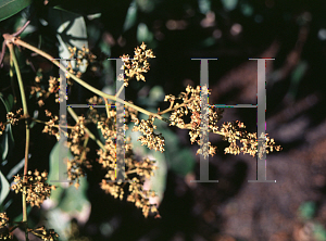 Picture of Litchi chinensis 