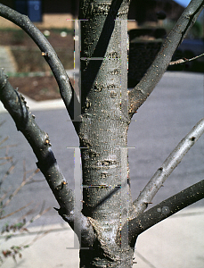 Picture of Liquidambar styraciflua 'Rotundiloba'