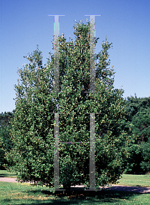 Picture of Quercus chrysolepis 