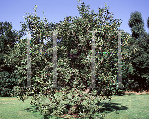 Picture of Quercus brantii 