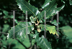 Picture of Quercus brantii 