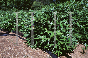 Picture of Sasa palmata f. nebulosa 