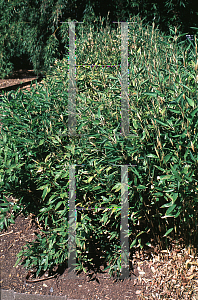 Picture of Shibataea kumasasa 
