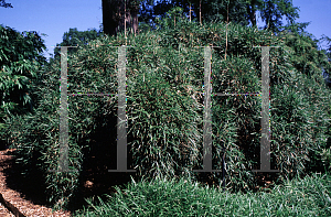 Picture of Thamnocalamus tessellatus 