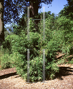 Picture of Phyllostachys aurea 