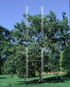 Picture of Quercus infectoria 