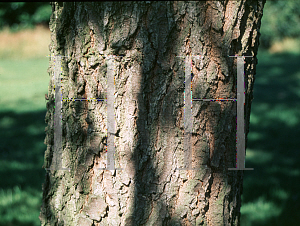 Picture of Quercus infectoria 