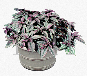 Picture of Strobilanthes dyerianus 