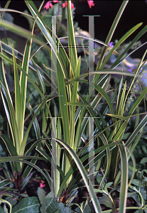 Picture of Carex morrowii 'Ice Dance'