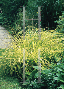 Picture of Carex elata 'Bowles Golden'