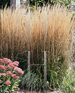 Picture of Calamagrostis x acutiflora 'Karl Foerster'