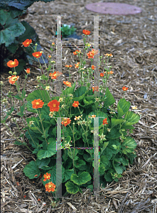 Picture of Geum coccineum 'Borisii'