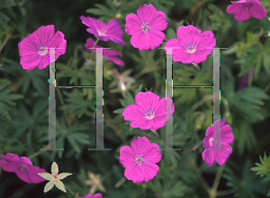 Picture of Geranium sanguineum 'New Hampshire Purple'