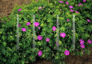 Picture of Geranium sanguineum 'Alpenglow'