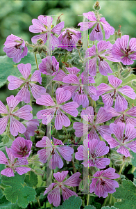 Picture of Geranium  'Philippe Vapelle'