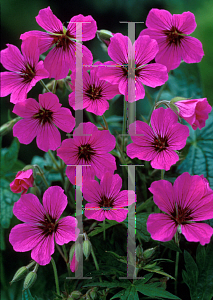 Picture of Geranium  'Patricia'