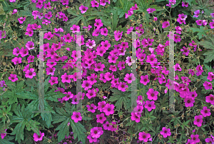 Picture of Geranium  'Patricia'