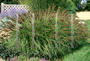 Picture of Pennisetum alopecuroides 