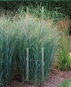 Picture of Panicum virgatum 'Heavy Metal'