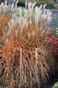 Picture of Miscanthus sinensis 'Purpurascens'