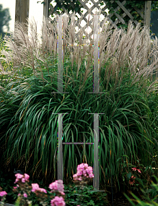 Picture of Miscanthus sinensis 'Purpurascens'