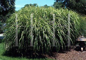 Picture of Miscanthus sinensis 'Zebrinus'