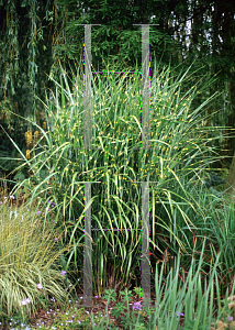 Picture of Miscanthus sinensis 'Strictus'